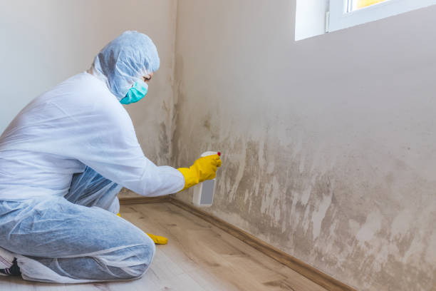 Licensed Mold Inspection And Testing service in East Brunswick, NJ - Car Mold Remediation
